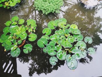 High angle view of leaves floating on lake