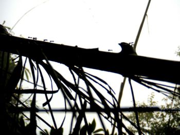 Low angle view of plant against clear sky