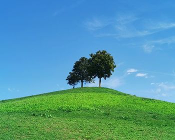 Tree on field against sky