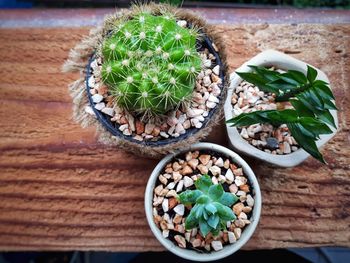 High angle view of potted plants on table