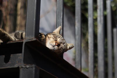 Cat sitting on metal railing