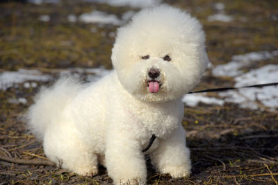 Close-up of a dog on field