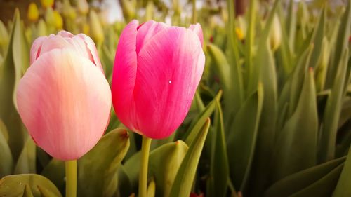 Close-up of pink tulip