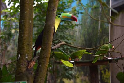 Close-up of bird perching on tree in forest