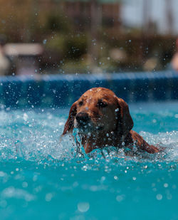 Portrait of dog swimming in water