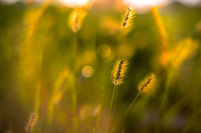 Close-up of wheat plant