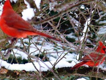 Close-up of red leaves