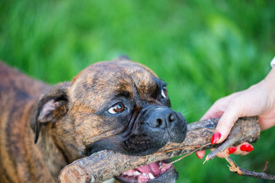 Midsection of person holding boxer-dog, cute pet playing with owner