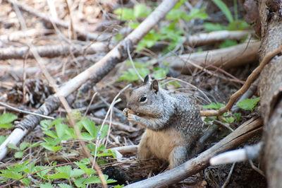 Squirrel on tree trunk in forest