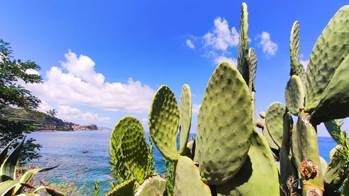 Close-up of prickly pear cactus against blue sky