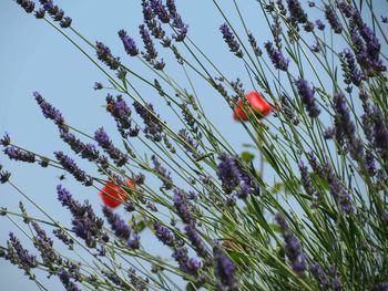 Low angle view of flowers against clear sky