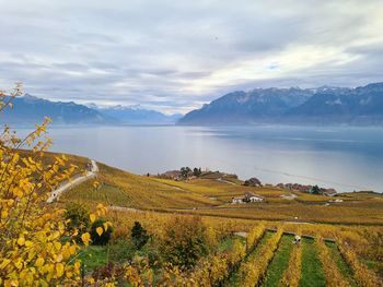 Scenic view of vineyard against sky