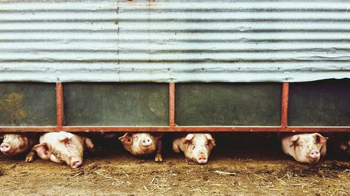 Sheep in pen