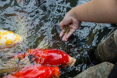 High angle view of woman in water