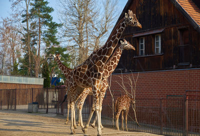 Giraffe family in wroclaw zoo