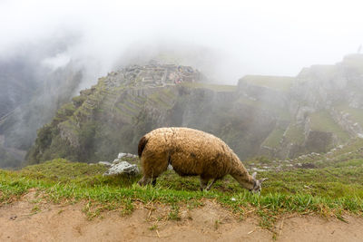 Sheep grazing on landscape against sky during foggy weather