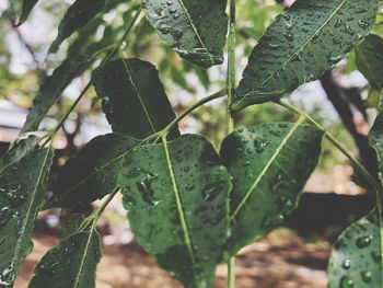 Close-up of raindrops on leaves