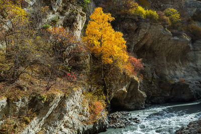 Scenic view of river amidst trees