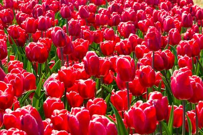 Full frame shot of red tulips