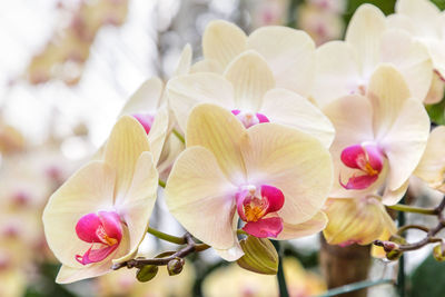 Close-up of pink orchid flowers