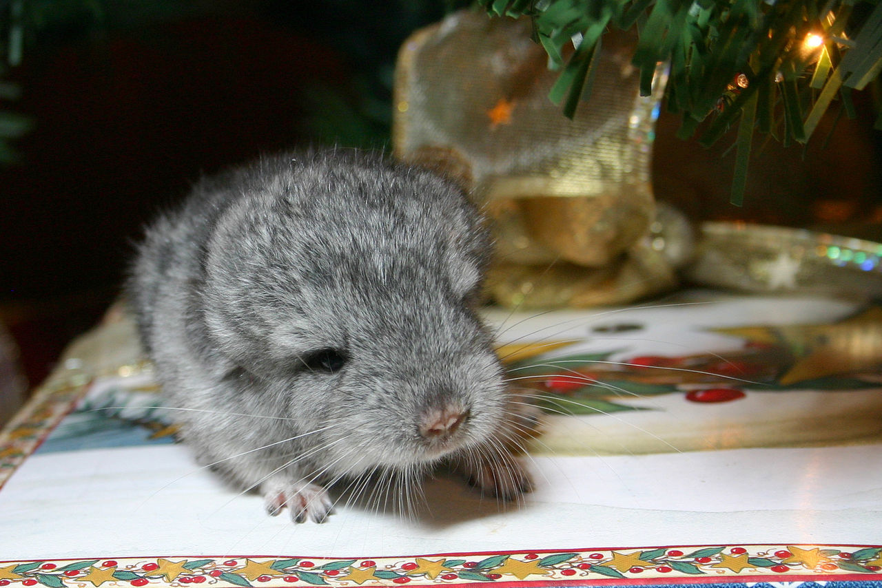 Chinchilla and Christma