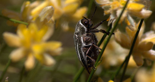 Close-up of insect on flower