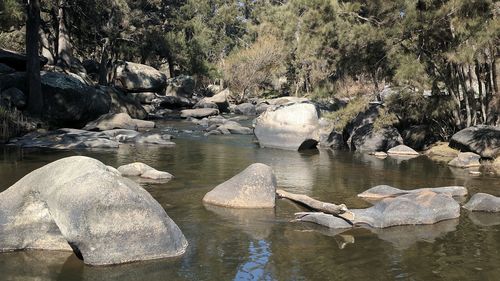 Ducks on rock by lake