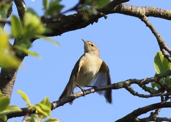 Low angle view of bird perching on tree against sky