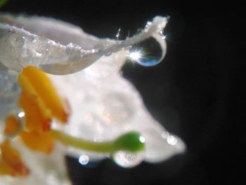 Close-up of jellyfish swimming in water