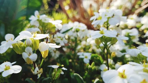 Close-up of white flowering plant