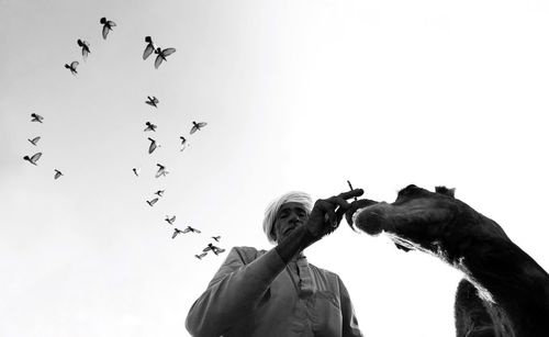 Low angle view of birds flying against sky