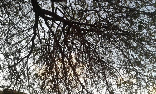 Low angle view of tree against sky