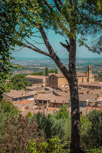 Trees and buildings against sky