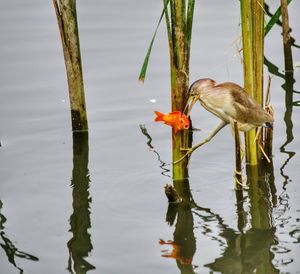 Bird perching on lake