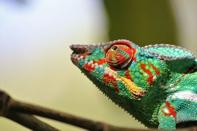 Close-up of chameleon looking away