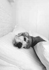 Dog relaxing on bed at home