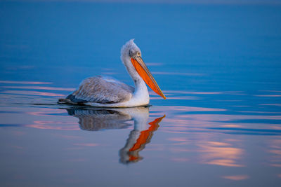 Pelican swimming in lake