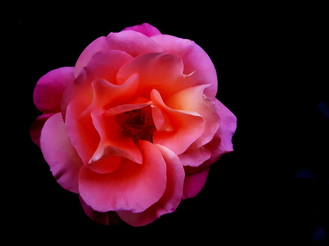 CLOSE-UP OF PINK ROSE