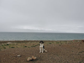 Dog standing on beach against sky