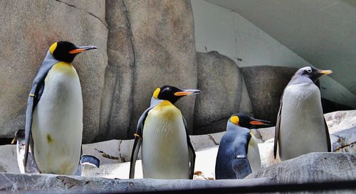 Close-up of penguins on rock