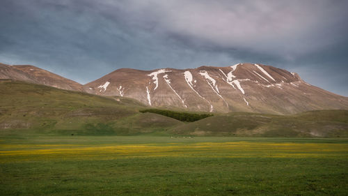 Scenic view of field against sky