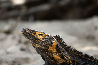 Close-up of lizard