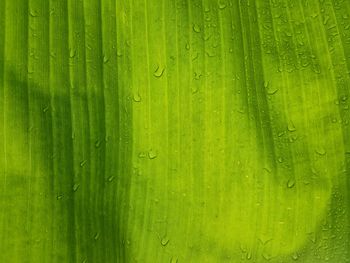 Full frame shot of wet leaf during rainy season