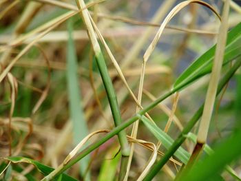 Close-up of insect on grass