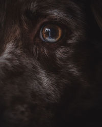 Close-up portrait of dog