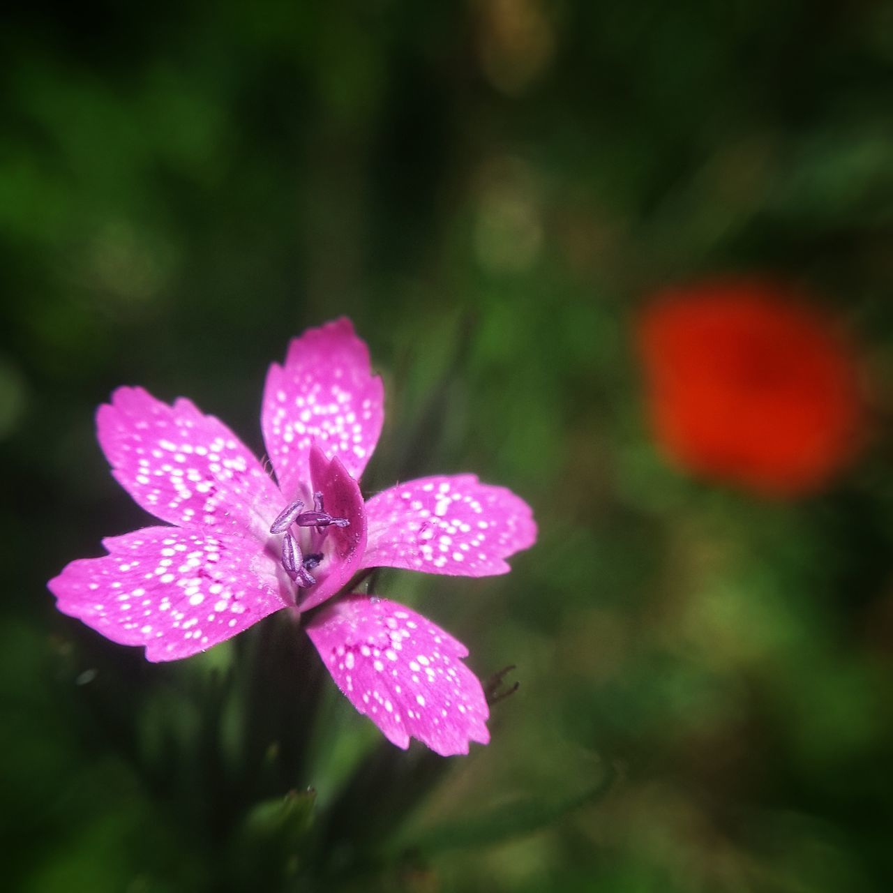 CLOSE-UP OF PINK FLOWER PLANT