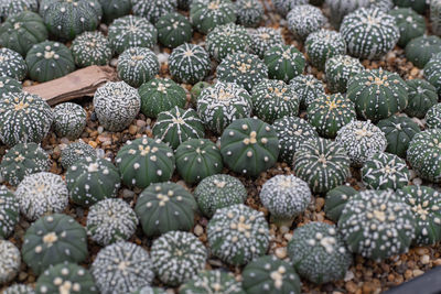 Blooming yellow cactus flower is astrophytum asterias is a species of cactus plant.