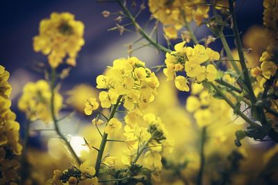 Close-up of yellow flowers