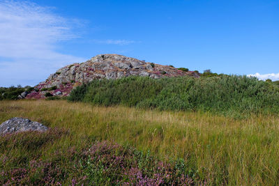 Scenic view of grassy field against sky