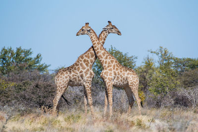 Giraffe against sky